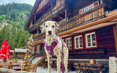 Urlaub mit Hund