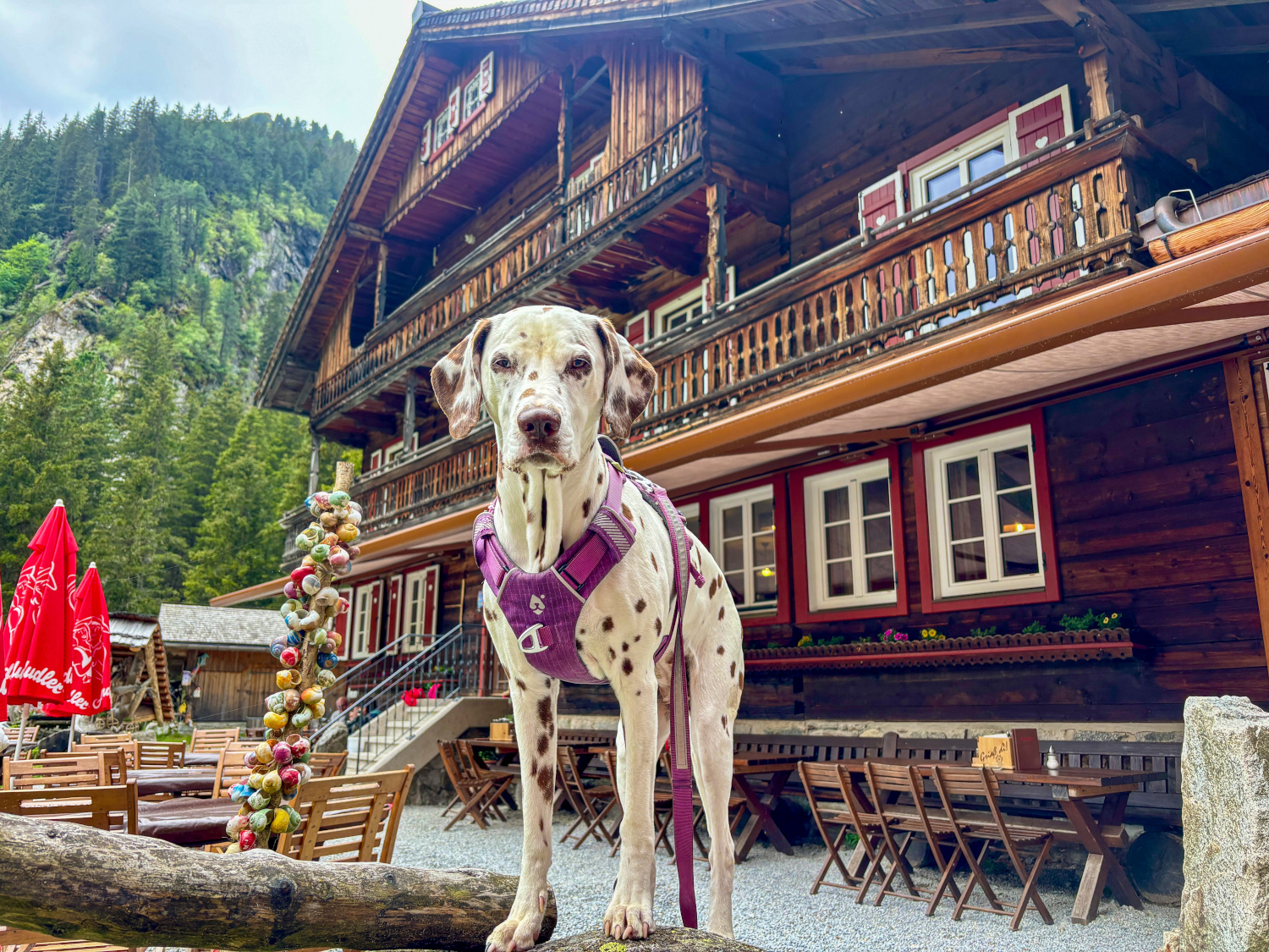 Urlaub mit Hund: tolle Wanderung zur Berndlalm